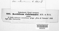 Aecidium columnare image